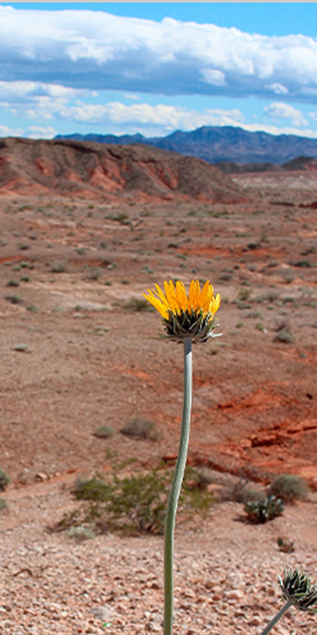 Dandelion in the desert
